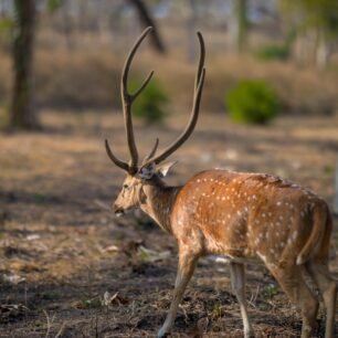 Mudumalai